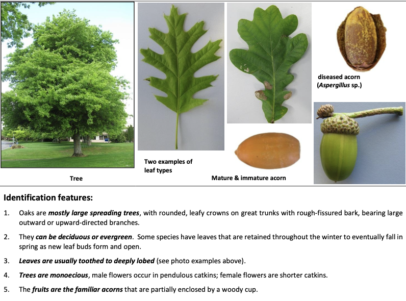 <p><strong>Plant family:</strong> Fagaceae<br><strong>Life cycle:</strong> Perennial deciduous or evergreen tree<br><strong>Key persistence / spread:</strong> Seed (acorns)<br><strong>Farming systems:</strong> Shelter trees, amenity plantings</p><p><strong> How to identify</strong></p><p>Are large trees with lobed leaves (shape varies by species). The key identifier is the production of acorns, which sit in a woody cup.</p><p>Poisoning occurs when stock consume large quantities of green (unripe) acorns, particularly after storms.</p><p>Leaves and acorns contain tannins that damage kidneys in livestock.</p>