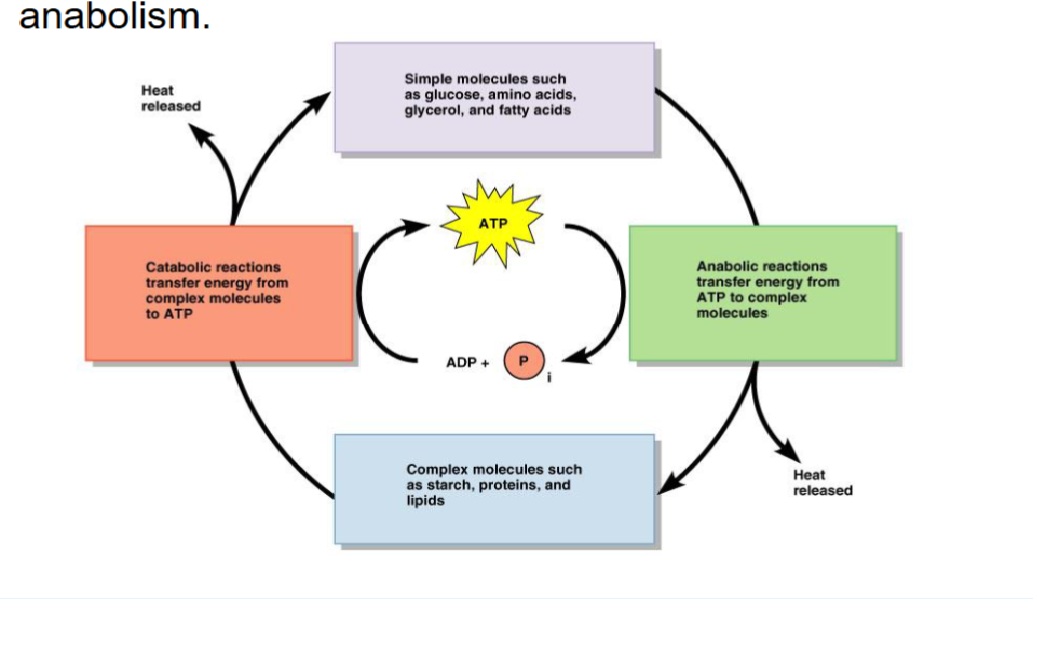 <p>The breakdown of complex organic molecules into simpler molecules such as glucose, amino acids, glycerol, and fatty acids</p><ul><li><p>provides the building blocks and energy for anabolism</p></li><li><p>the energy released from chemical bonds is transferred to molecules of ATP for storage or lost as heat</p></li></ul><p></p>