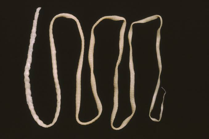 <p>tapeworm; type of flatworm; class of Platyhelminthes which is inside lophotrochozoa; internal parasites, no digestive system, scolex (attachment organ)</p>
