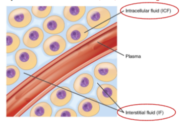 <p>Name the 2 main components of extracellular fluid (ECF).</p>