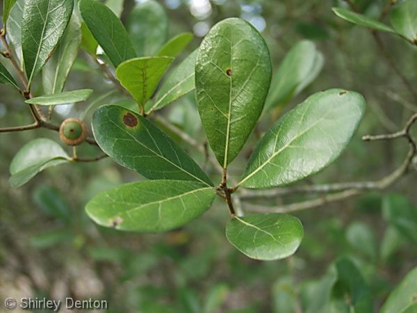 <p><strong><u>Myrtle oak</u></strong> (<em>Quercus myrtifolia</em>) </p><p><strong>Type of Plant:</strong> Evergreen perennial scrub oak<br><strong>How to ID:</strong> Small, leathery, oval leaves resembling those of a myrtle; often forms a dense, multi-stemmed shrub.<br><strong>Habitat (highlighting within Boyd Hill Nature Preserve):</strong> <strong>A major component of Boyd Hill's scrubby flatwoods.</strong> <br><strong>Ecosystem Significance:</strong> Acorns feed birds and mammals; dense growth provides cover and contributes to scrub structure.<br><strong>Status:</strong> Native<br><strong>Edibility:</strong> Acorns technically edible after proper preparation.<br><strong>Fun Fact:</strong> Fire helps maintain the open, shrubby ecosystem where myrtle oak thrives.</p>