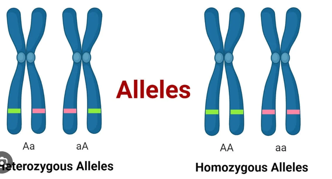 <p>A variant form of a gene that is found at the same place on a chromosome.</p>