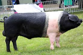 <p>What is the name of this breed?</p>