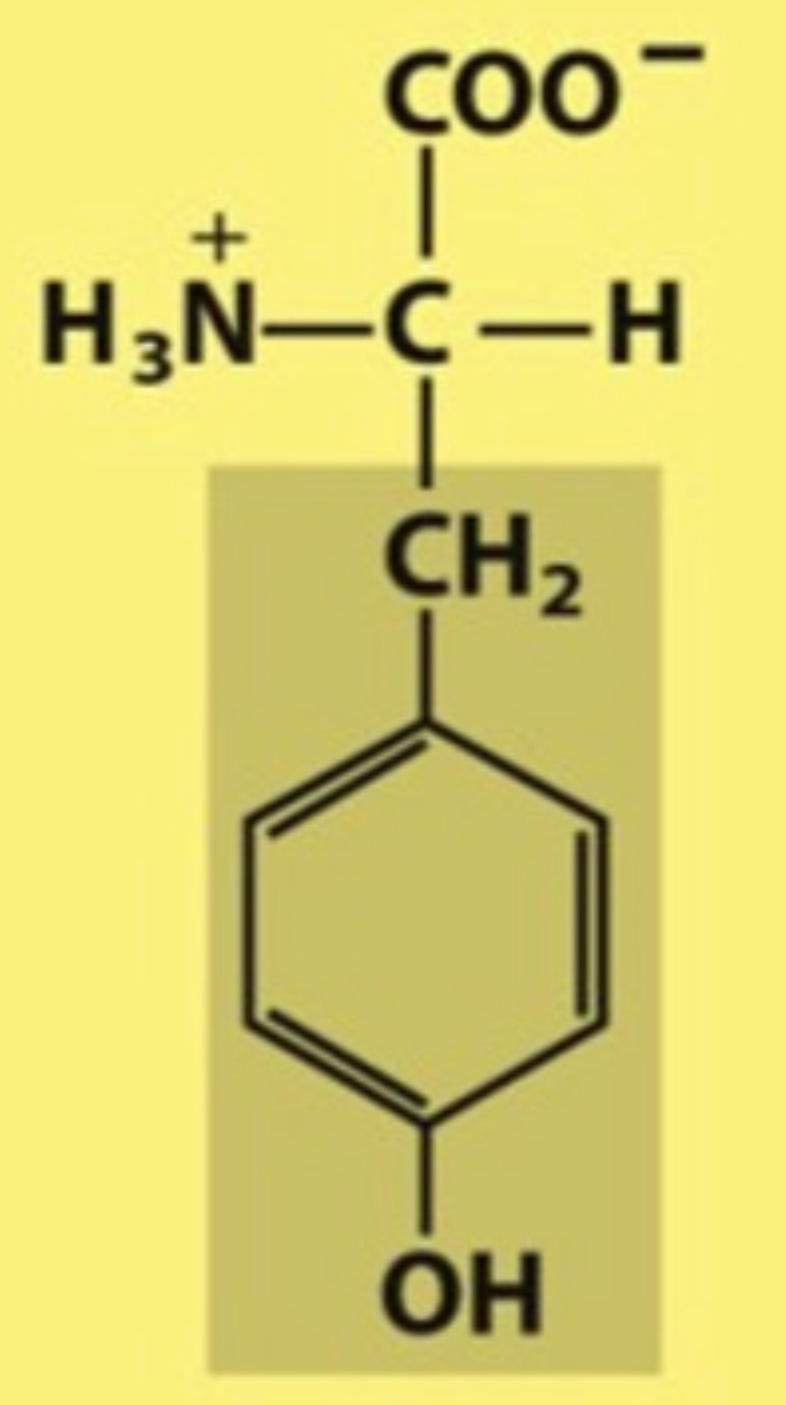 <p>Name the amino acid in figure</p>