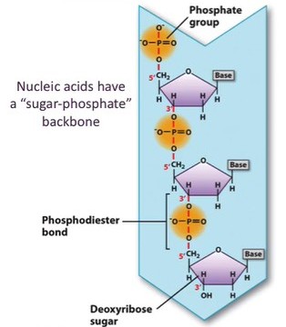 <p><span style="line-height: 107%;">The <strong>phosphate</strong> and<strong> sugar</strong> parts are involved in <strong>covalent bonds</strong> within <u>one</u> nucleic acid strand. The phosphate of one nucleotide forms a covalent bond, called a <strong>phosphodiester bond</strong>, with the sugar of the next nucleotide.</span></p>
