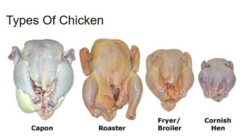 <p>Immature chicken under 5 weeks of age of either sex with a ready to cook carcass weight ≤2 lbs</p>