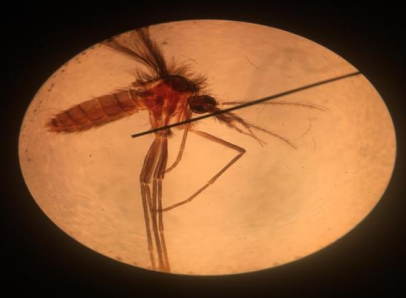 <p>Identifique e cite qual forma do parasita é encontrada nele, além do método de transmissão</p>