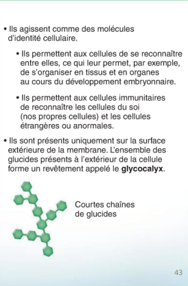 <p>Macromolécules impliquées dans la reconnaissance cellulaire et l'immunité.</p>