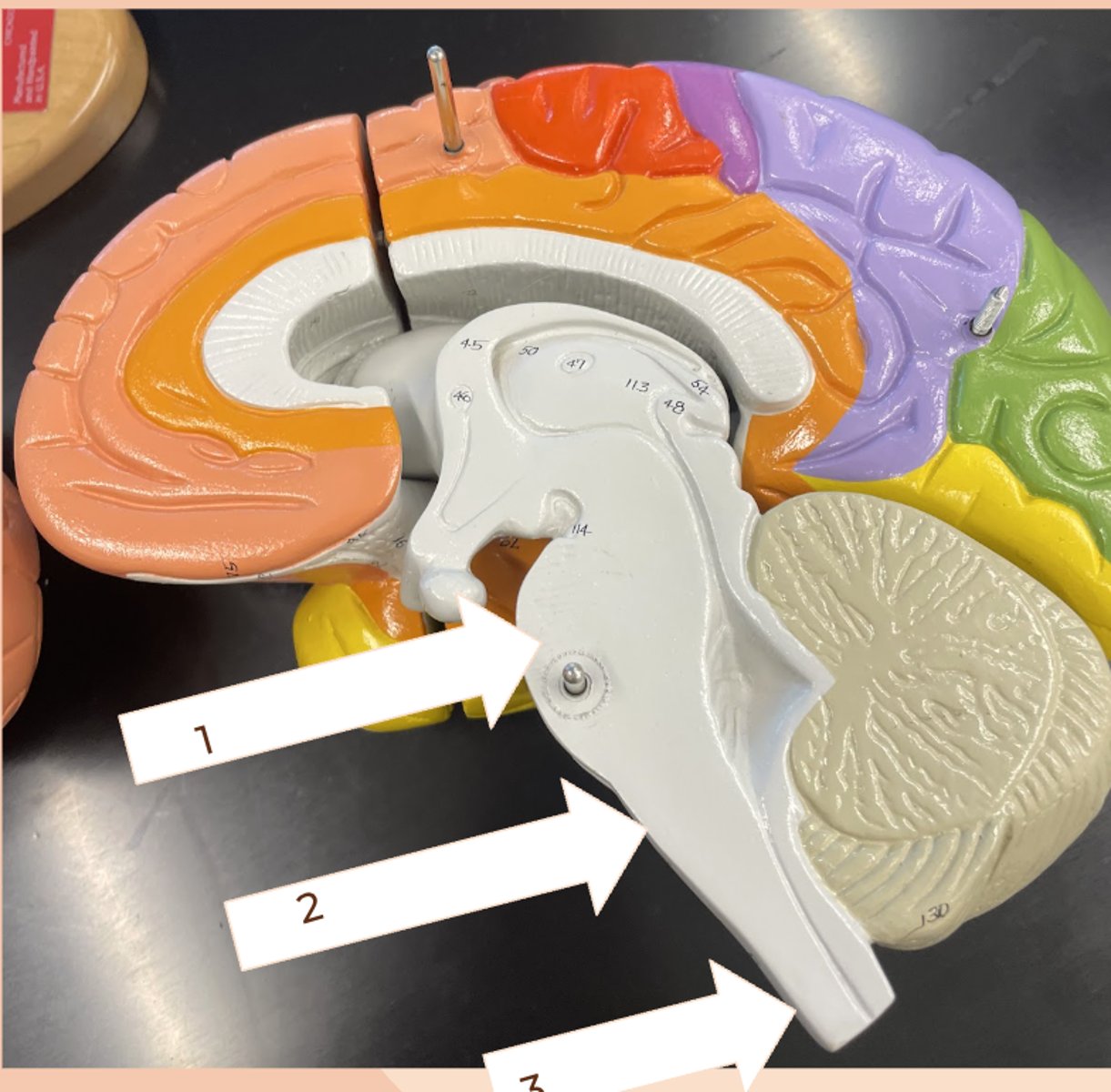 <p>1) pons</p><p>2) medulla oblongata</p><p>3) spinal cord</p>