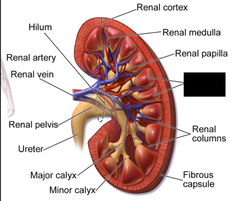 <p>cone-shaped tissues located in the inner region of the kidney, called the renal medulla. Humans typically have 7 to 18 of these structures per kidney. Their primary function is to transport urine from the outer, blood-filtering region of the kidney to the ureters</p>