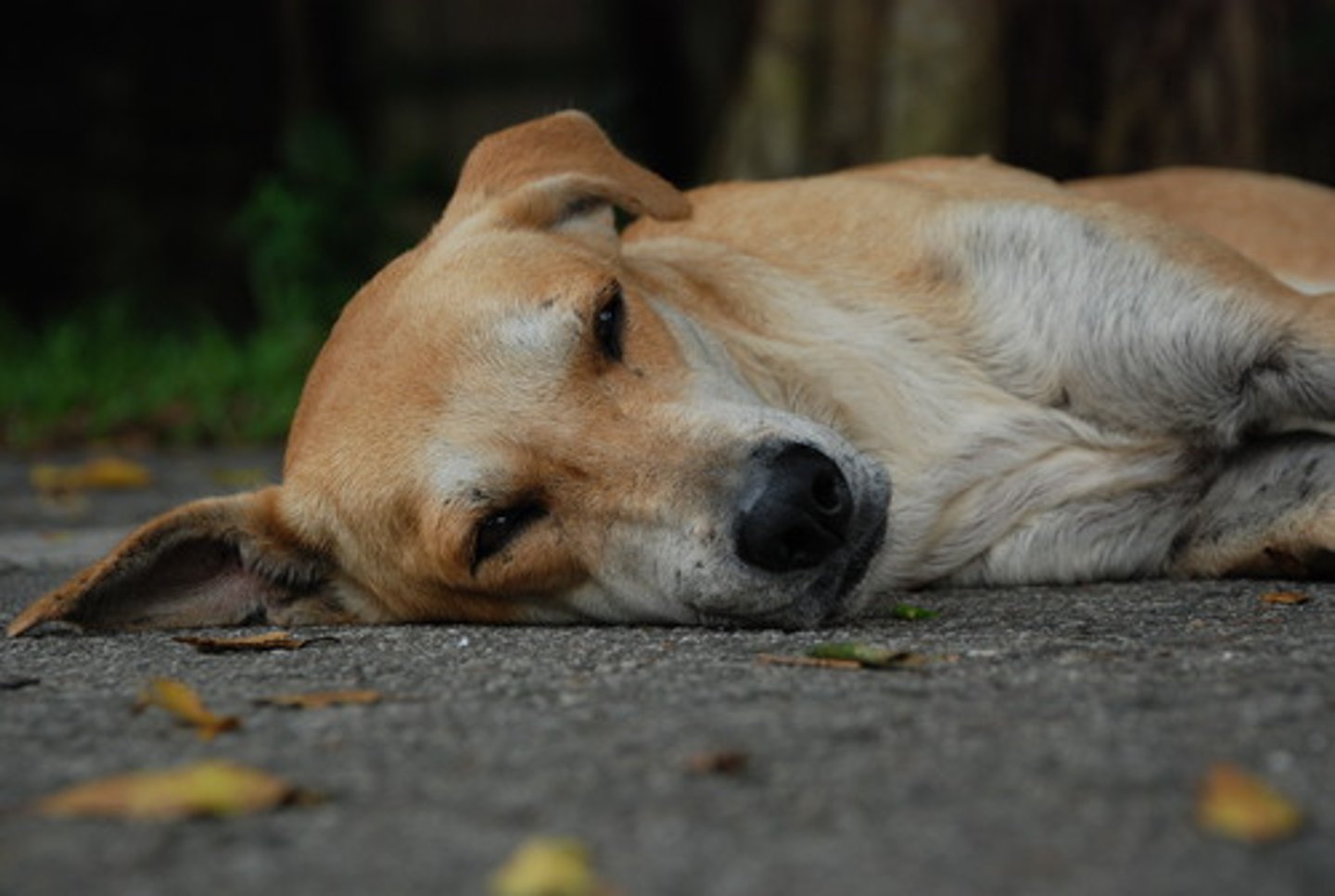 <p>TRANSLATION: давать приют старым или больным животным</p><p>DEFINITION: to provide a home for animals that are elderly or ill</p><p>EXAMPLE: Some sanctuaries ........................ that can no longer survive in the wild. Некоторые заповедники ДАЮТ ПРИЮТ СТАРЫМ ИЛИ БОЛЬНЫМ ЖИВОТНЫМ, которые больше не могут выжить в дикой природе.</p>
