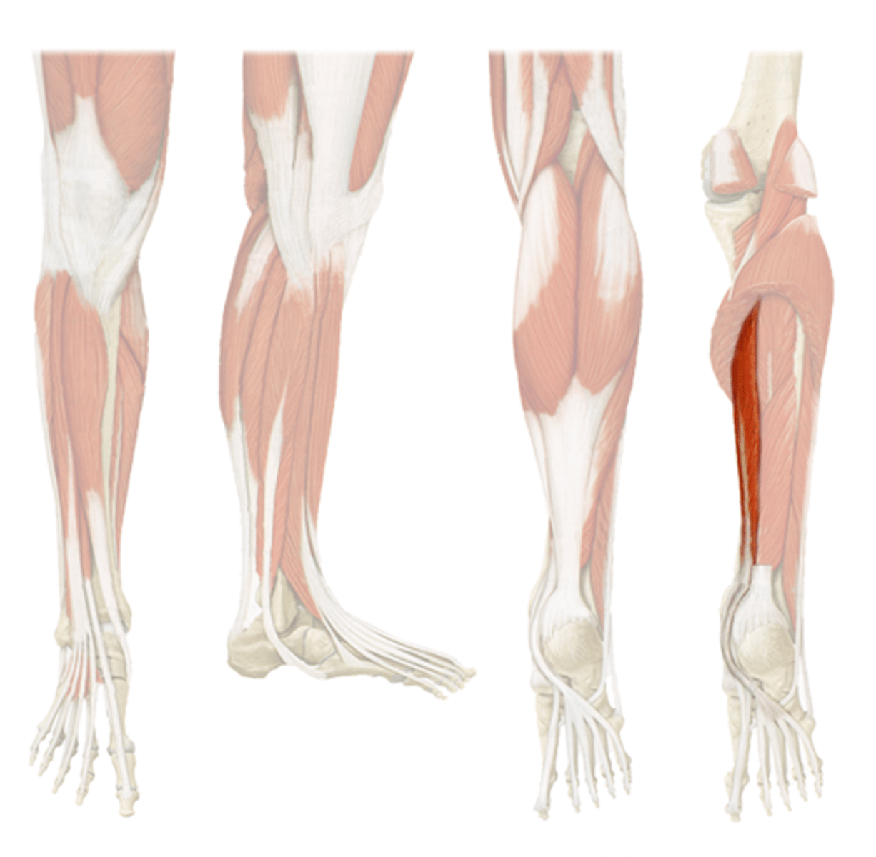 <p>medial under calf</p>