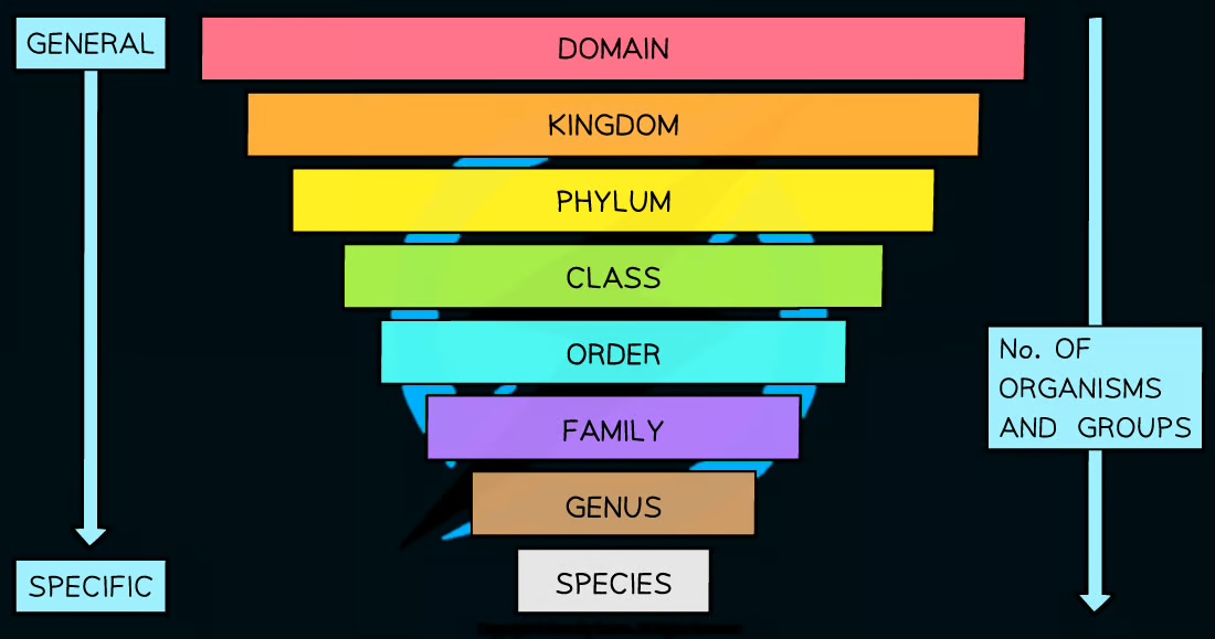 <ul><li><p>Kingdom = similar phyla </p></li><li><p>Family = similar genera </p></li></ul><p>Nemonic:</p><ul><li><p><strong>D</strong>*ckhead </p></li></ul><ul><li><p><strong>K</strong>ings </p></li><li><p><strong>P</strong>lay </p></li><li><p><strong>C</strong>hess </p></li><li><p><strong>O</strong>n </p></li><li><p><strong>F</strong>ancy </p></li><li><p><strong>G</strong>old </p></li><li><p><strong>S</strong>quares </p></li></ul><p></p>