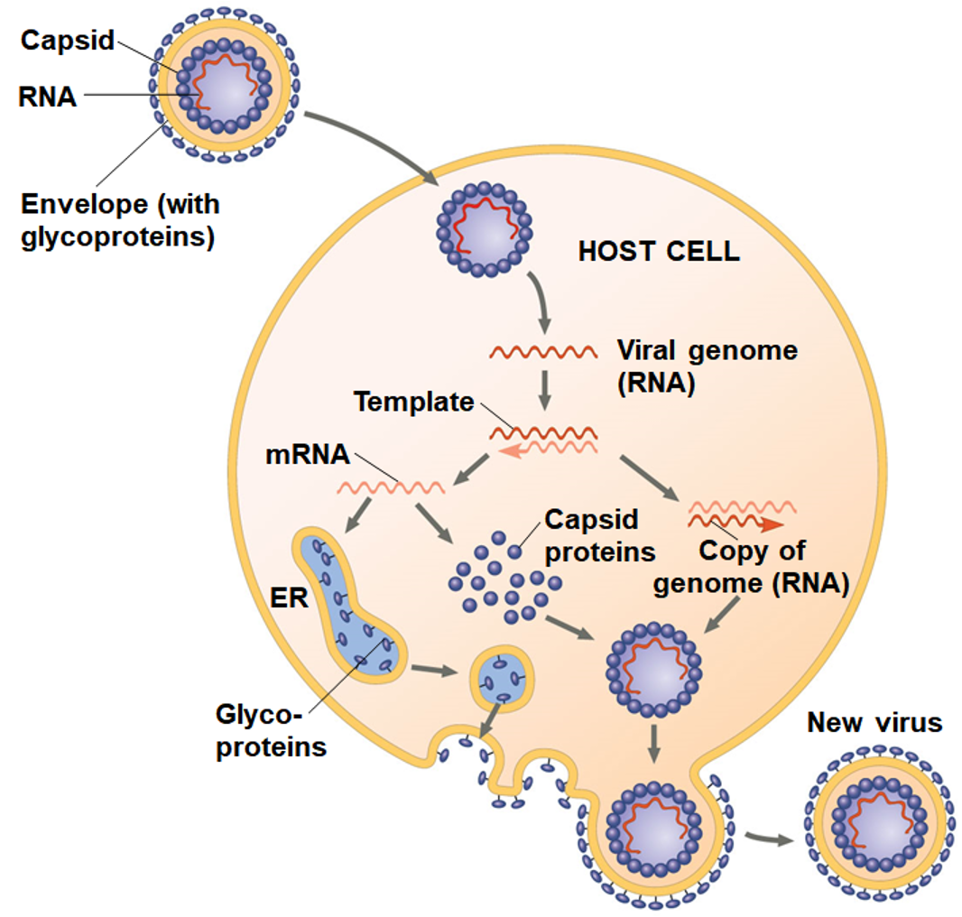 <p>How to classify viruses that infect animals (2)</p>