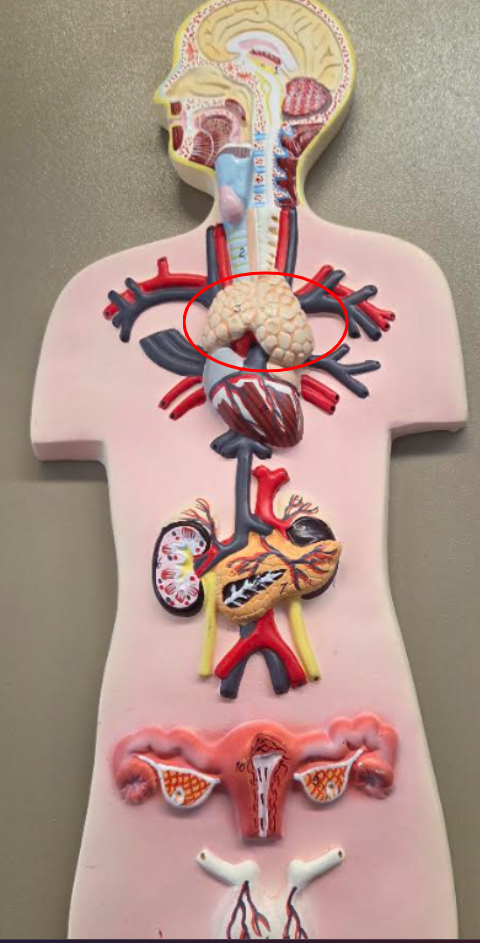 <p></p><p>a. What gland is this?</p><p>b. What is its function? </p>