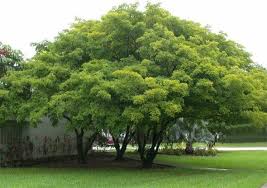 <p>Native to the Philippines and widely distributed across tropical Asia and the Pacific; conservation status: not endangered. Most easily identified by its dense rounded crown, glossy pinnate leaves, and clusters of pale pink to lavender pea-like flowers, along with its reputation as a highly resilient coastal and drought-tolerant tree often used for soil improvement and biofuel potential.</p><p>A medium-sized evergreen to semi-deciduous tree typically growing 8–15 meters tall, occasionally up to 20 meters, with a crown spread of about 6–12 meters. Trunk usually reaches 0.3–0.8 meters in diameter with gray-brown bark that is smooth when young and becomes slightly fissured with age. It develops a strong taproot with extensive lateral roots and is highly tolerant of poor, sandy, and saline soils. Branching begins above human height, forming a rounded to slightly irregular canopy. Leaves are compound and pinnate, with 5–9 oval to elliptic leaflets about 5–15 cm long, smooth margins, and glossy green surfaces with pinnate venation. Flowers are fragrant, pea-like, pink to lavender or white, borne in loose clusters. Fruits are flat, woody pods containing one or two seeds, dispersed mainly by gravity.</p><p>Widely used for coastal protection, windbreaks, shade, soil stabilization, and green manure due to its nitrogen-fixing ability; also studied for biodiesel from its seeds. Seeds are toxic if ingested in raw form and should not be consumed. In landscape applications, it is best suited for coastal zones, roadside plantings, and large open landscapes where its salt tolerance and soil-improving properties are beneficial; it should be spaced properly to accommodate its spreading roots and canopy, making it ideal as an ecological and functional shade tree rather than a highly formal ornamental.</p>