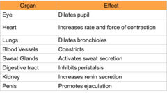 <p>Major function: maintain optimal blood supply to organs</p><p>Known as "fight-or-flight"</p>