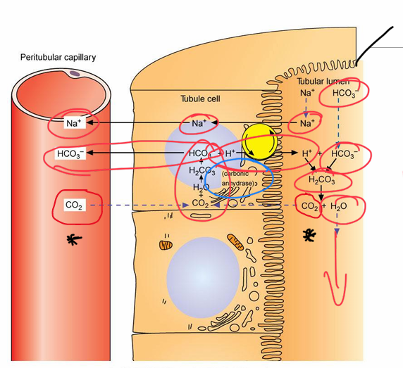 <p>What process is this diagram showing?</p>