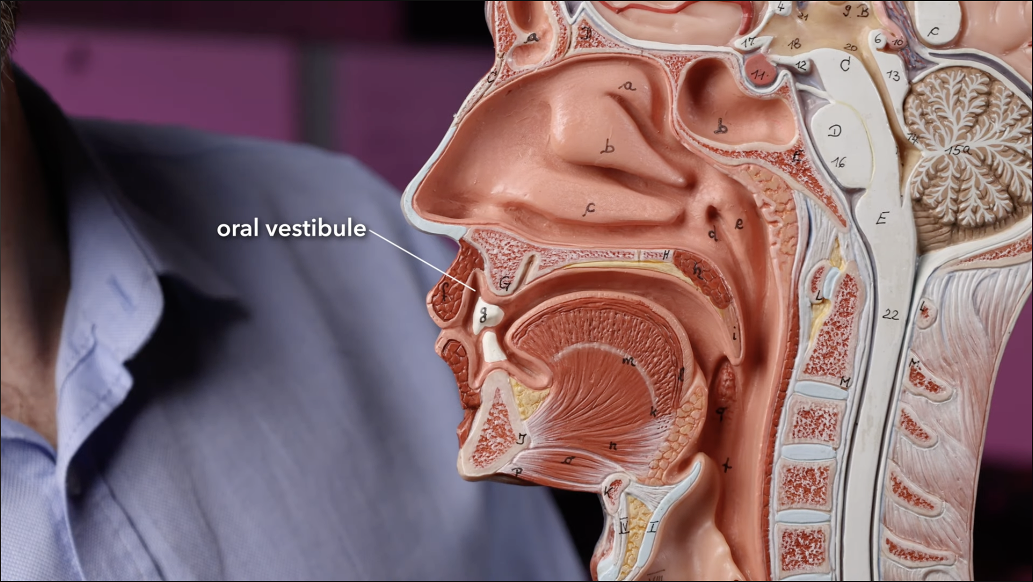 <p>Oral vestibule</p>