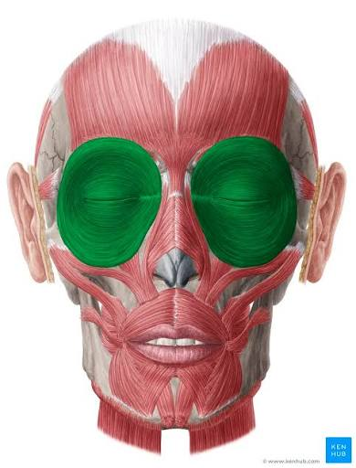 <p>What is the muscle highlighted in green</p>