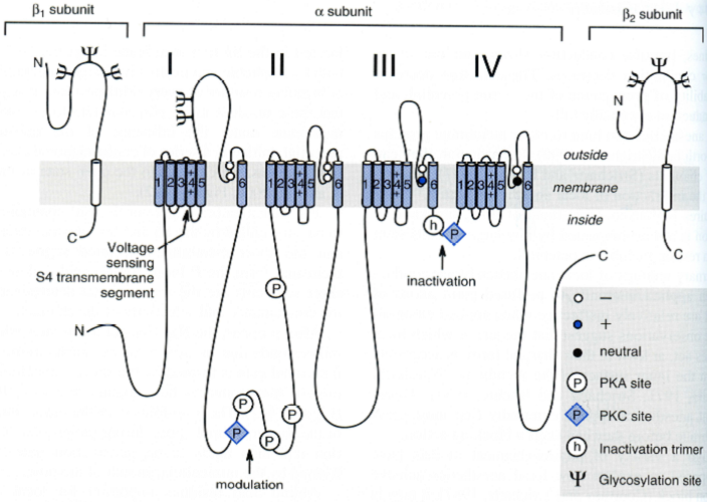 <ul><li><p>4 domaines (I-IV)</p></li><li><p>chacun a 6 hélices TM</p></li><li><p>1 segment de détection de voltage (S4)</p></li><li><p>1 boucle d’inactivation (porte ball and chain)</p></li></ul><p></p>