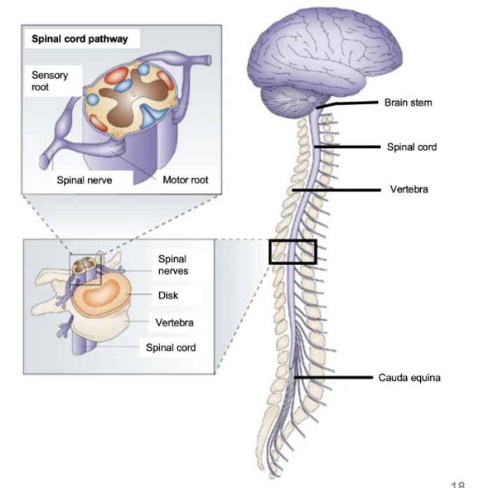 <ul><li><p>Contains the brain (including the retinal cells within the eyeball) and the spinal cord.</p></li><li><p>The brain is encased by the skull, while the spinal cord sits within the vertebrae, which allows both protection and flexibility in a moving body</p></li></ul><p></p>