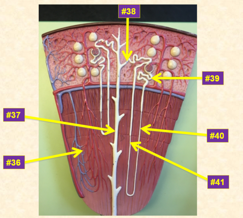 <p>38</p>