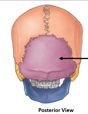<p>Occipital Bone</p>