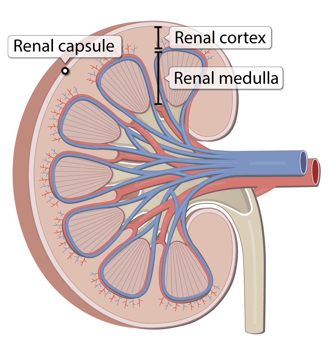 <p>outer region of the kidney</p>