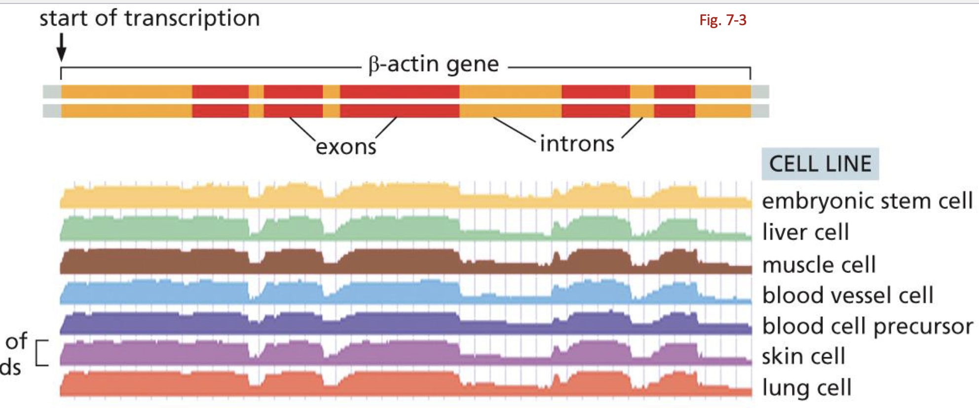 <p>USE: comparing transcriptomes of 2 diff tissues/ treatments, detect new muts or splicing variants. </p><p>HOW: isolate [ALL] mRNA, rev.transcriptase to → cDNA, ligate&amp;amplify, sequence by synthesis</p><p>results in a sequence read. shows how many times a gene comes up.</p>