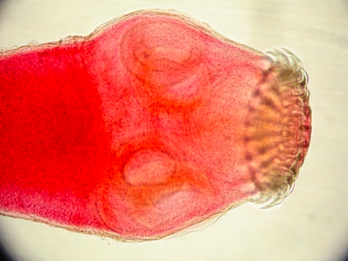 <p>What region of <em>Taenia</em> is this?</p>