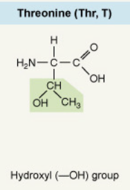 <p>Hydroxyl (–OH) group</p>