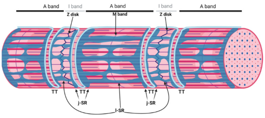 <p>Endoplasmic Reticulum (SER, RER &amp; SR (muscle only))</p><p>RER = Protein </p><p>SER = steroids/lipids/phospholipids - important for metabolism </p><p></p><p>SR ( Sarcoplasmic reticulum)</p><p>Critical for excitation-contraction coupling </p><p></p>