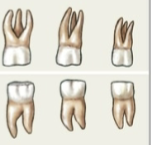 <p>Multicuspid - for crushing/grinding</p>