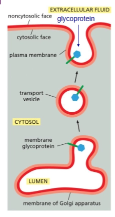 <p>Formed when sugar groups are added to lipids/proteins on <u>luminal</u> face. Protects the membrane from harsh environments.</p>