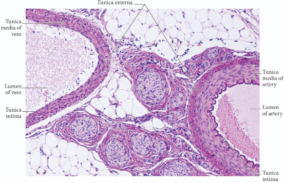 <p>correct answers</p>