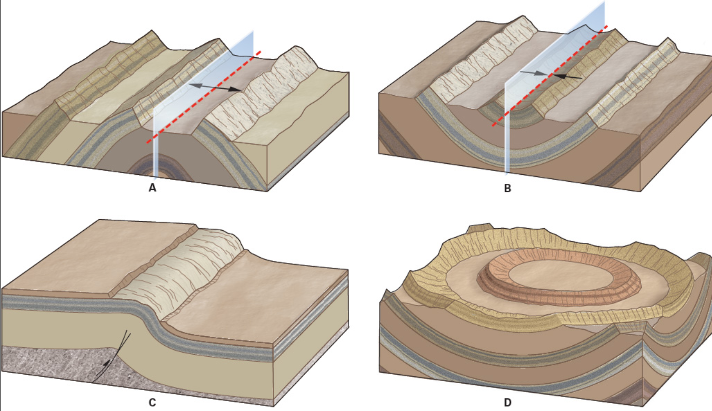 <p><span>The following block diagrams all show different kinds of folds, evidence of ductile deformation. Which of the following figures shows an anticline?</span></p>