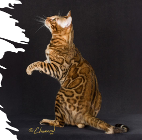 <p>Medium to large, muscular, energetic, powerful, playful, intelligent, need mental and physical stimulation </p><p>12-16 years </p>