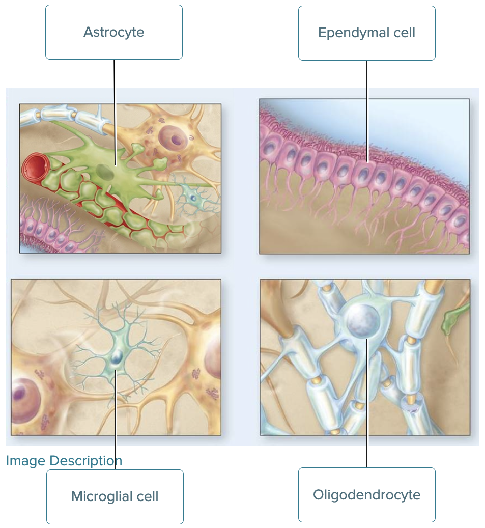 <ul><li><p>1 - Astrocyte</p></li></ul><ul><li><p>2 - Microglial cell</p></li></ul><ul><li><p>3 - Ependymal cell</p></li></ul><ul><li><p>4 - Oligodendrocyte</p></li></ul><p></p>