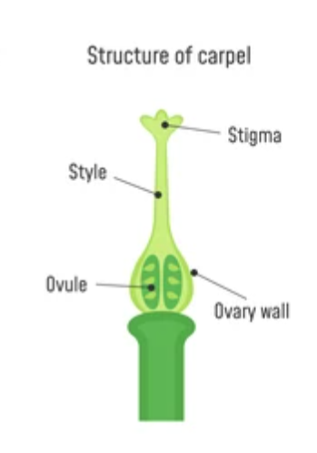 <p>female reproductive part of a flower; contains ovary, style, and stigma.</p>