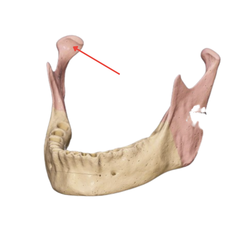 <p>“head of madible”</p>