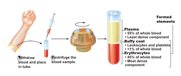 <ul><li><p>fluid connective tissue</p></li><li><p>55%</p></li><li><p>45%</p></li><li><p>erythrocytes</p></li><li><p>leukocytes</p></li><li><p>platelets</p></li></ul><p></p>
