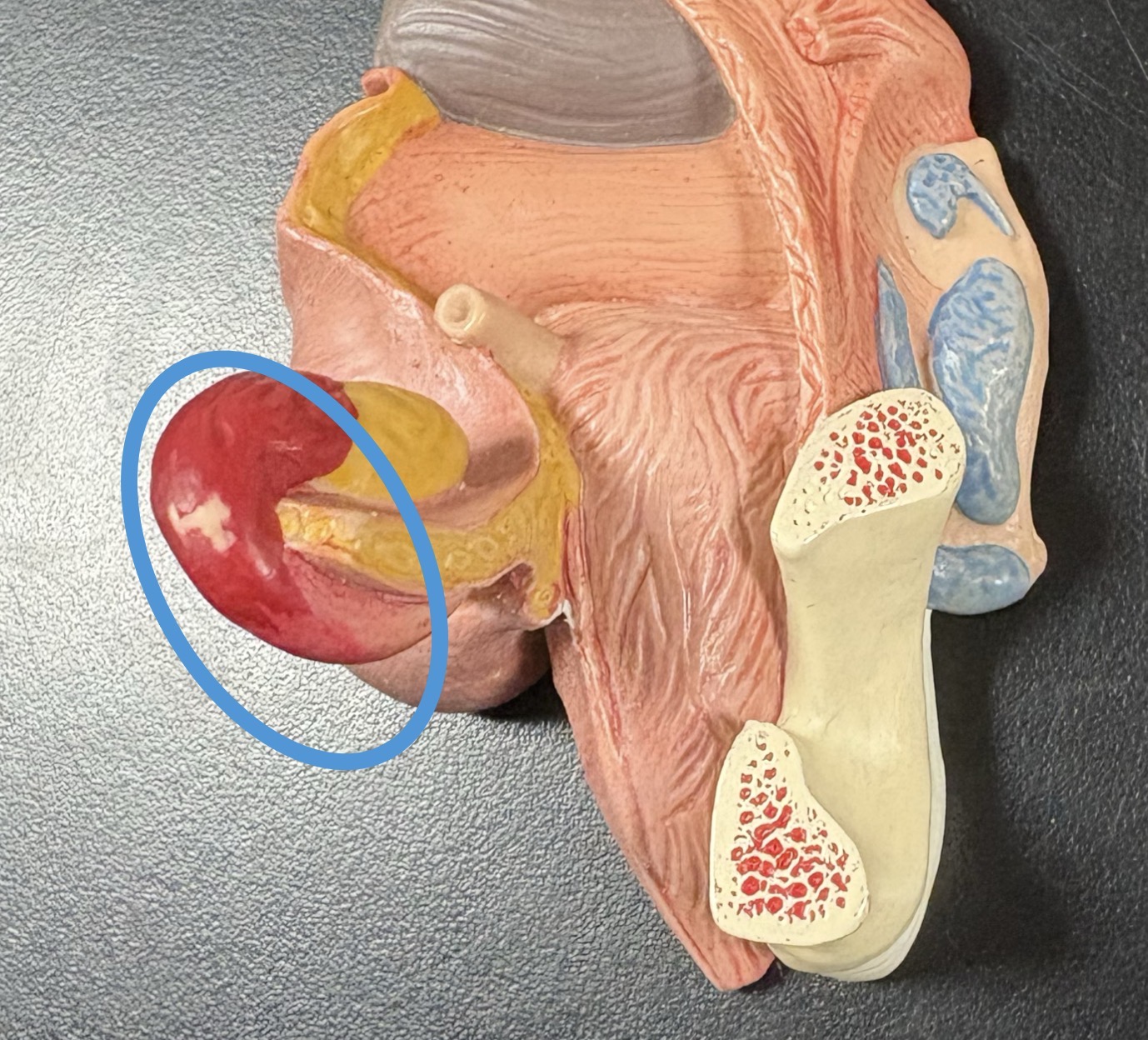 <p>receives ovulated oocyte from ovaries</p><ul><li><p>fimbriae</p></li></ul><p></p>