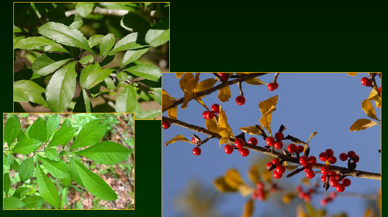 <p>•</p><p>Bottomlands</p><p>•</p><p>Key Characters:</p><p>•</p><p>Deciduous</p><p>•</p><p>Red berries in winter</p><p>•</p><p>Light gray bark</p><p>•</p><p>Medium tree</p>
