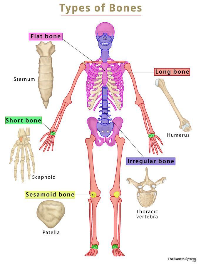 <p>know difference and where each type of bone can be found</p>
