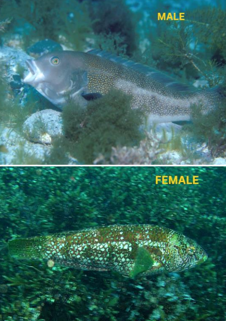 <p>FISHES (Class Actinopterygii) BROWN-SPOTTED WRASSE</p>