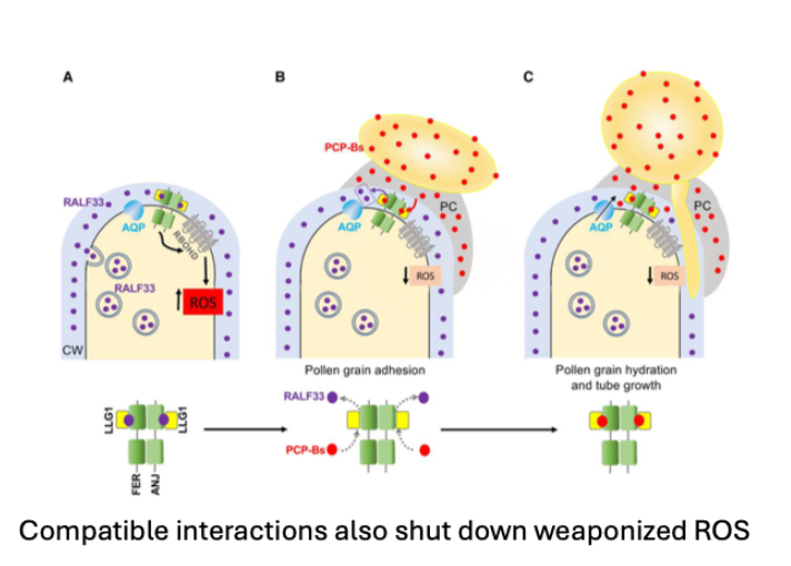 <p>The Feronia receptor that is activated by the papilla cell exocytosed RALF and then inhibited by the pollen-provided PCPBs promotes RBOHD ROS generation. That’s an NADPH oxidase that delivers an electron to oxygen outside the cell membrane, creating nasty ROS to keep unwanted forms of pollen away.</p>