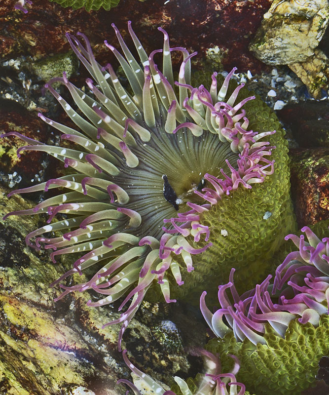 <p>Aggregating Anemone</p>