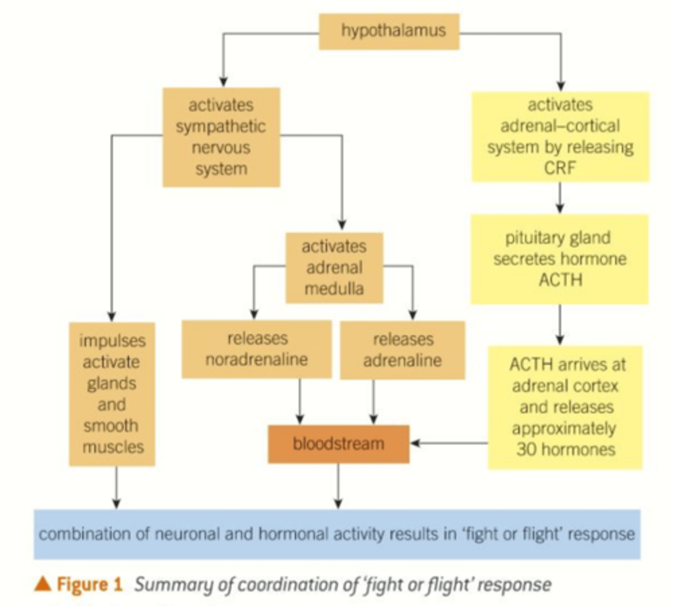 <p>An emotional and physiological reaction to an emergency that increases readiness for action</p>