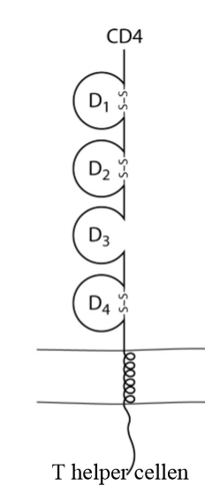 <ol><li><p>= glycoproteïne op T helper cellen → interageren met MHCII</p></li><li><p>4 domeinen, lijken op immunoglobulinen</p></li><li><p>transmembranair deel</p></li><li><p>cytoplasmatische staart</p></li></ol><p></p>